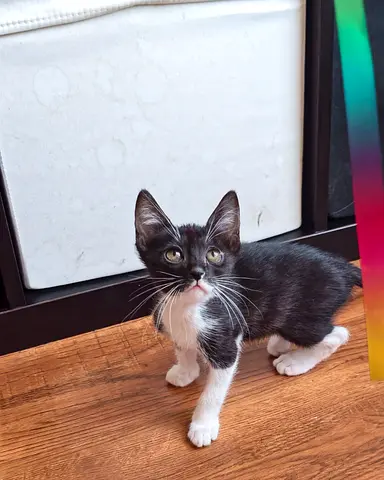Beautiful kittens for adoption