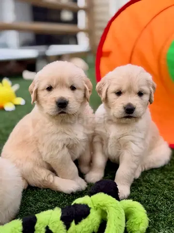 Golden retriever puppies