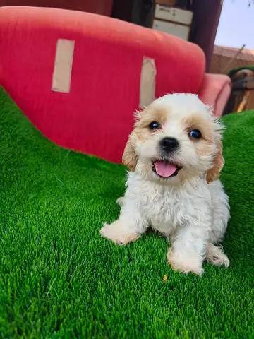 Cavapoo male puppy