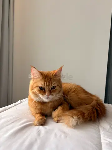 Friendly ginger femal cat available for adoption