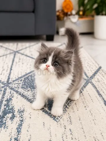Adorable Fluffy 5 Moon Face Persian kittens Friendly, Healthy ready for new homes
