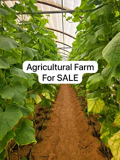 Running Vegetable Farm l Agricultural plot Mainland l Successful Business l Take-Over Easily l Green