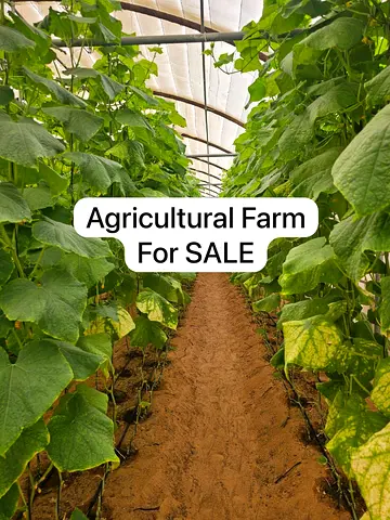 Running Vegetable Farm l Agricultural plot Mainland l Successful Business l Take-Over Easily l Greenhouses l Staff