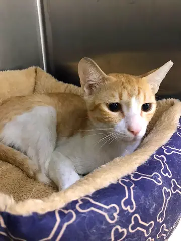 Rescued kitten for adoption