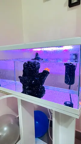 Fish aquarium tank 60-80L with filter and decoration