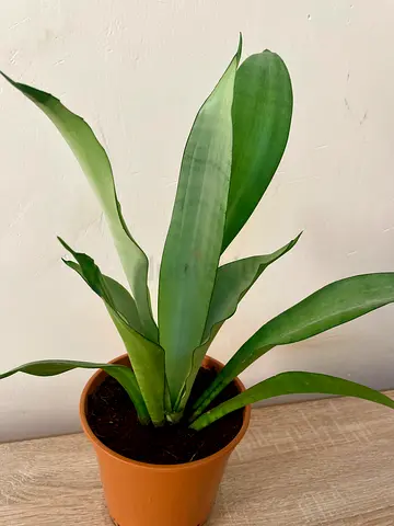 Sansevieria