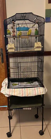 Budgie Family of Four with Large Cage - Free Adoption
