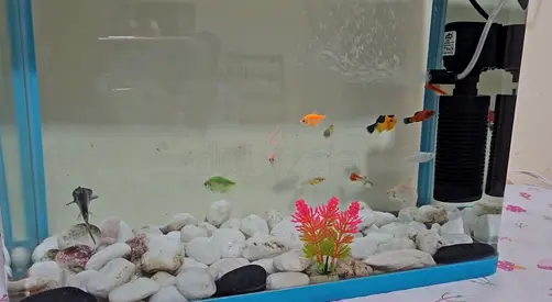 LIMITED OFFER                         Small home aquarium with fish,filter and accessories included.