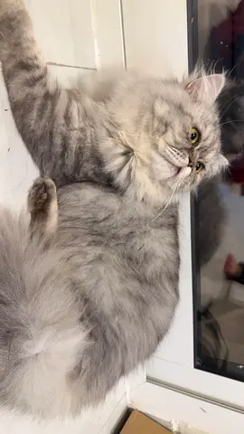 Persian cat for adoption
