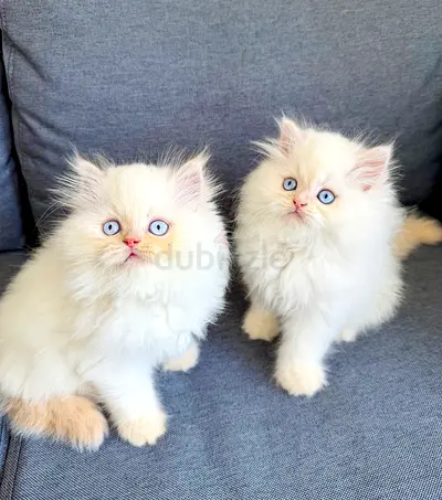Adorable pure Ragdoll Kittens