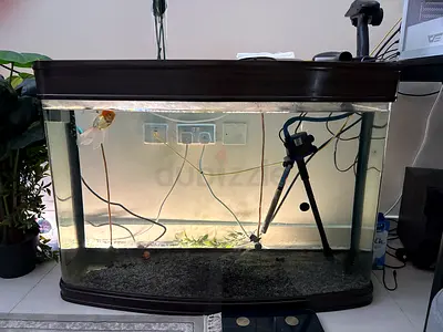 Large Curved Glass Aquarium Tank with Hood and Stand - Empty