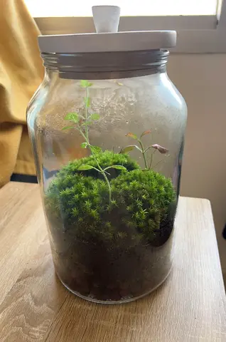Small Glass Jar Terrarium with Moss
