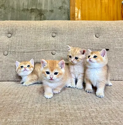 Cute kittens Male and female