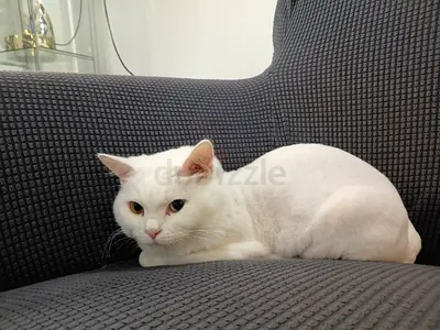 Calm white adult cat available for adoption - obedient and indoor-friendly. Turkish Angora.