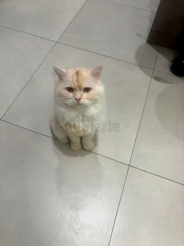 Friendly long-haired cream kitten looking for a new home