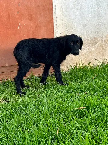 بلاك رتريفير بيور انثى العمر 4 شهور اليفه مع الاطفال.Black Retriever Pure Female, 4 months old, tame