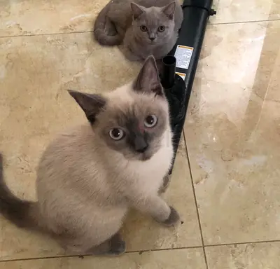 6 friendly British Shorthair adult cats available, ready for adoption.
