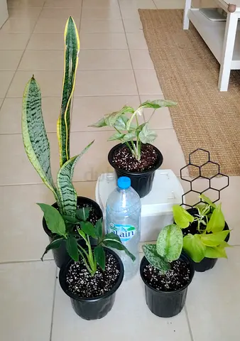 Indoor houseplant bundle — 5 potted plants (Snake plant, pothos, syngonium, others)