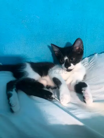 KITTEN PERSIAN