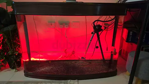 Large Curved Glass Aquarium Tank with Hood and Stand - Empty