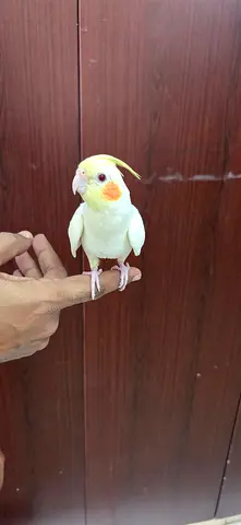 Young Cockatiels