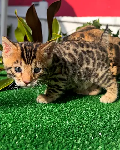 Male and female Bengal kittens