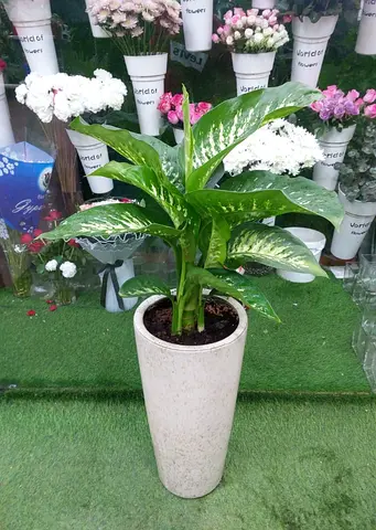 Dieffenbachia (Dumb Cane) in tall ceramic planter - Healthy indoor plant