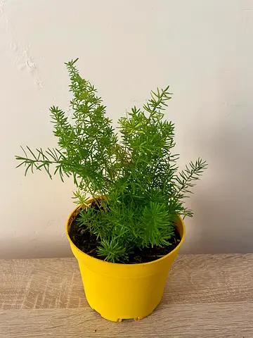 Asparagus Fern