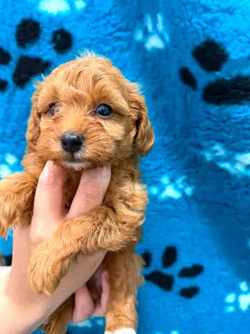 Adorable Small Red Cavapoo Puppy — Ready for a Loving Home