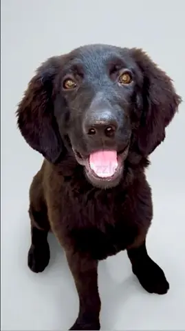 بلاك رتريفير بيور ذكر العمر 4 شهور اليف مع الاطفال وهادي .Black Retriever Pure Male, 4 months old, t