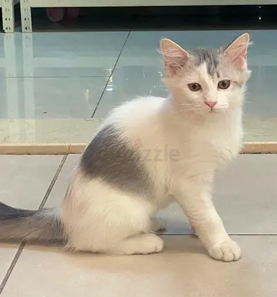 Male cat free adoption