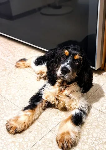Spaniel cocker puppy Looking new home