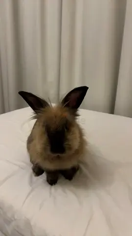 Rabbit for adoption