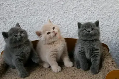 British shorthair kittens