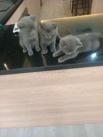 3 British Shorthair Kittens, Healthy and Playful