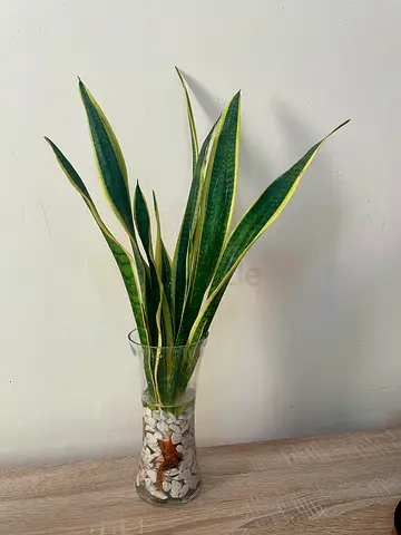 Snake Plant (water plant)