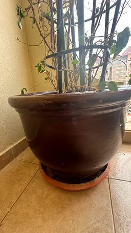 Very Large Brown Outdoor Ceramic Plant Pot with Saucer
