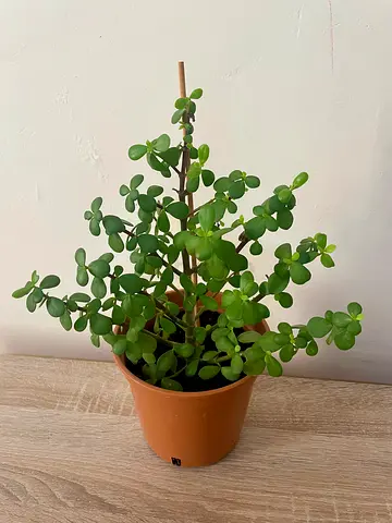 Jade