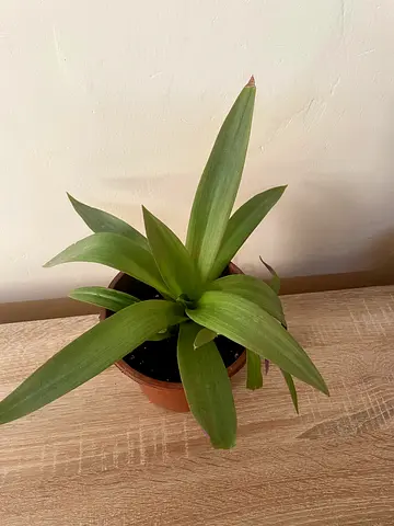 Rhoeo Plant