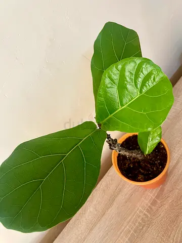 Fiddle leaf fig