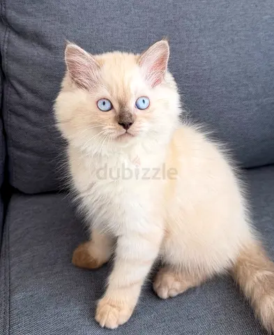 Pure Ragdoll Chocolate points Kittens