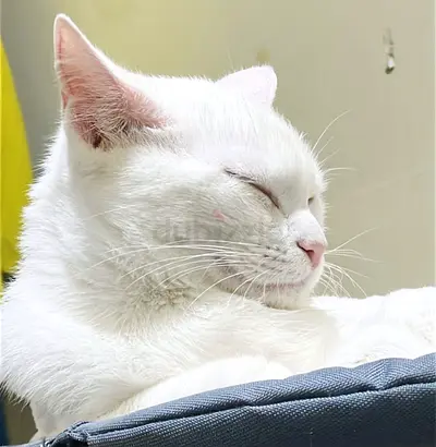 Beautiful 7-month-old male British Shorthair Cat