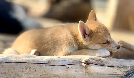 ⭐ Shiba Inu puppy ⭐ 3 months old, ready for its new home