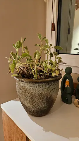 Indoor potted ornamental plant with ceramic pot