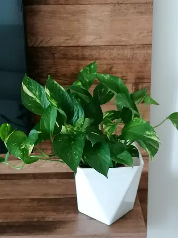 Fresh indoor plants with pot