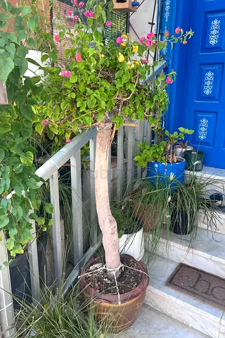 Multicoloured Bougainvillea Plant