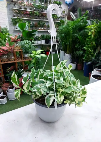 Variegated Pothos (Money Plant) - Healthy Indoor Hanging Plant