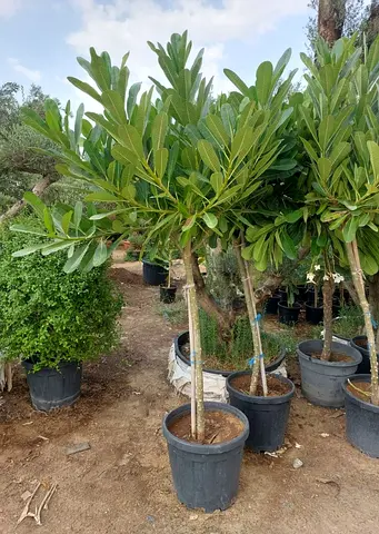 Firangipani Tree