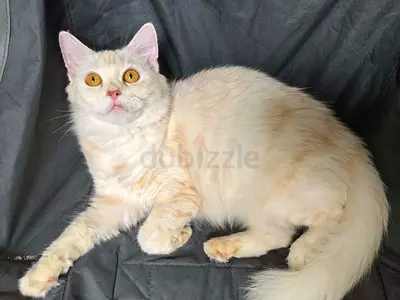 عجمان