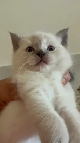 Beautiful Himalayan red point and persian three layer kitten 3 months old .. vaccinated dewormed